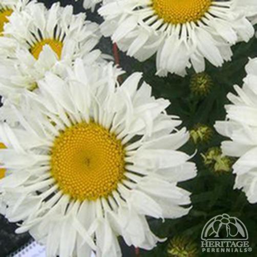 Leucanthemum superbum 'Real Neat' PP26185 Dwarf Shasta Daisy - Qt.