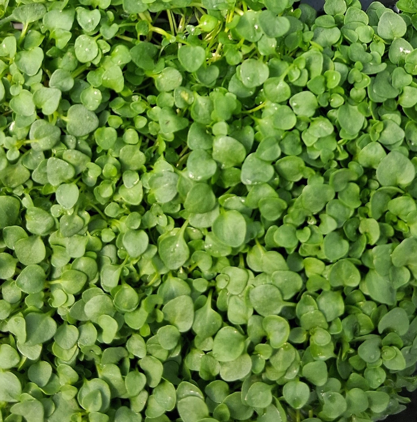 Mentha requienii Corsican Mint - 4.5"