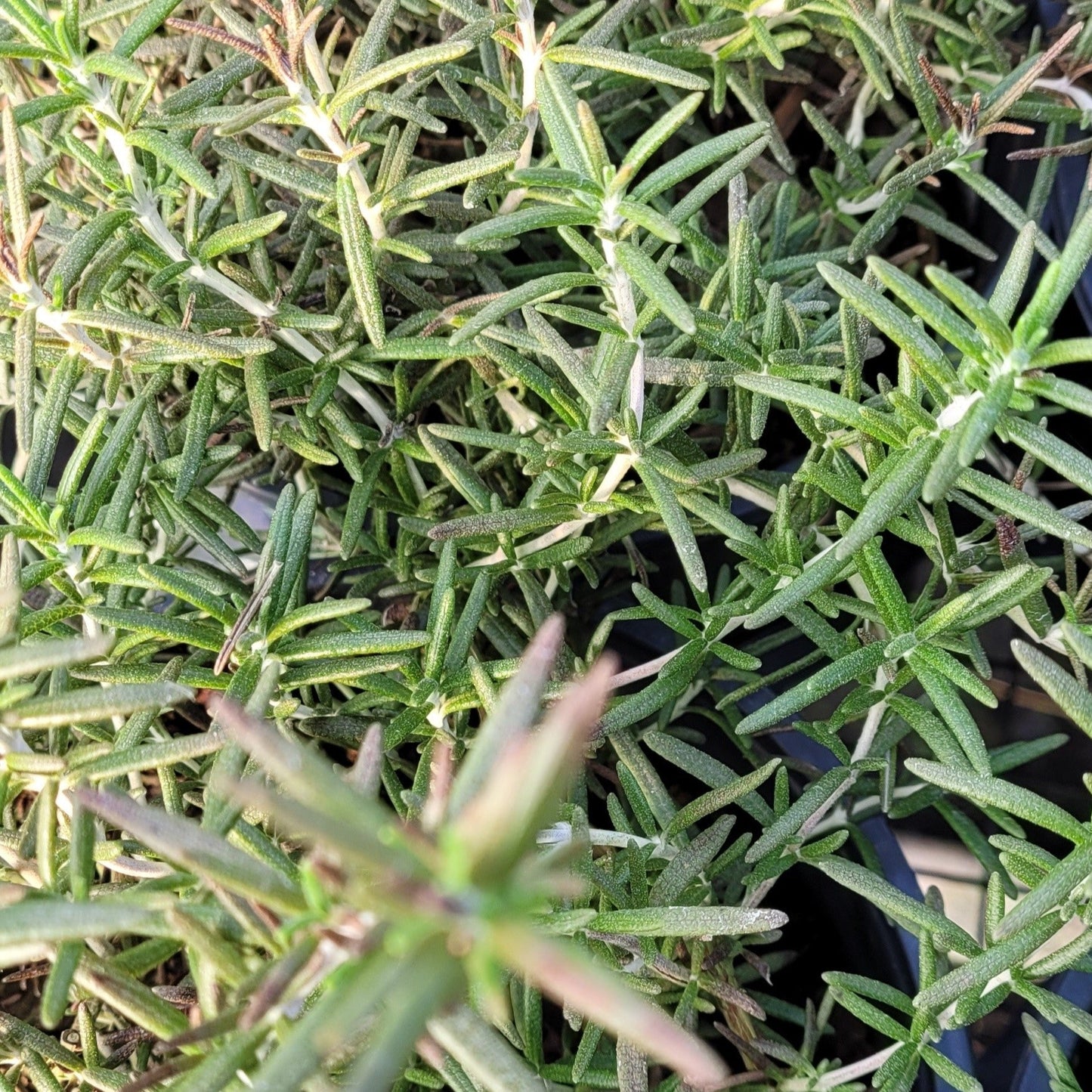 Rosmarinus officinalis 'Prostratus' Trailing Rosemary - #1