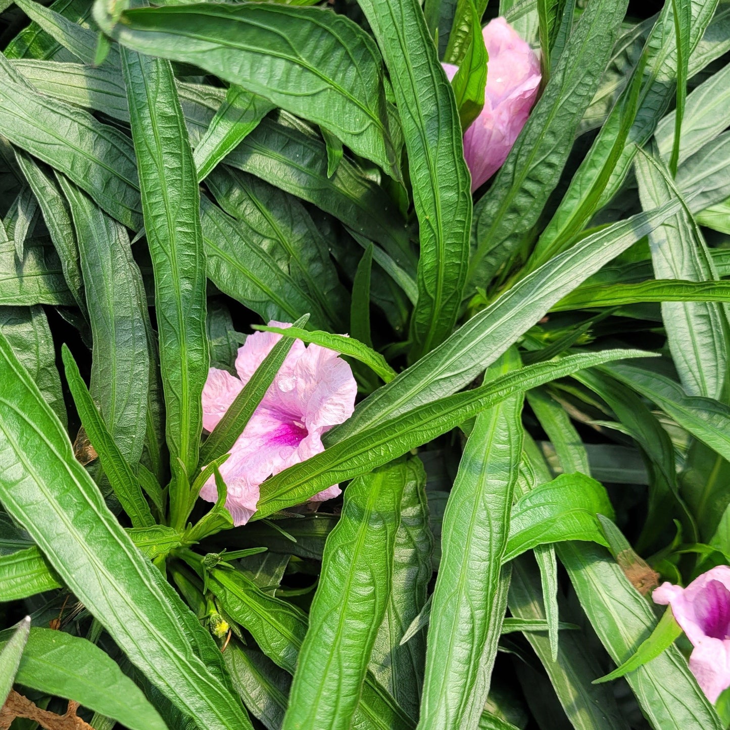 Ruellia brittoniana 'Compacta Pink' - Qt.