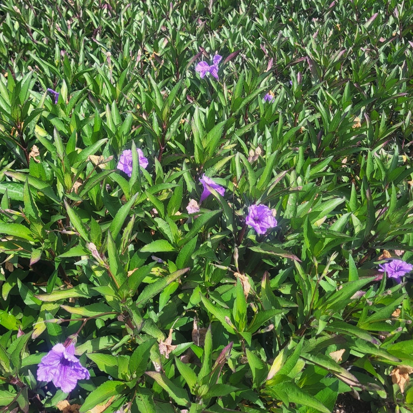 Ruellia 'Mayan Compact Purple' - #1