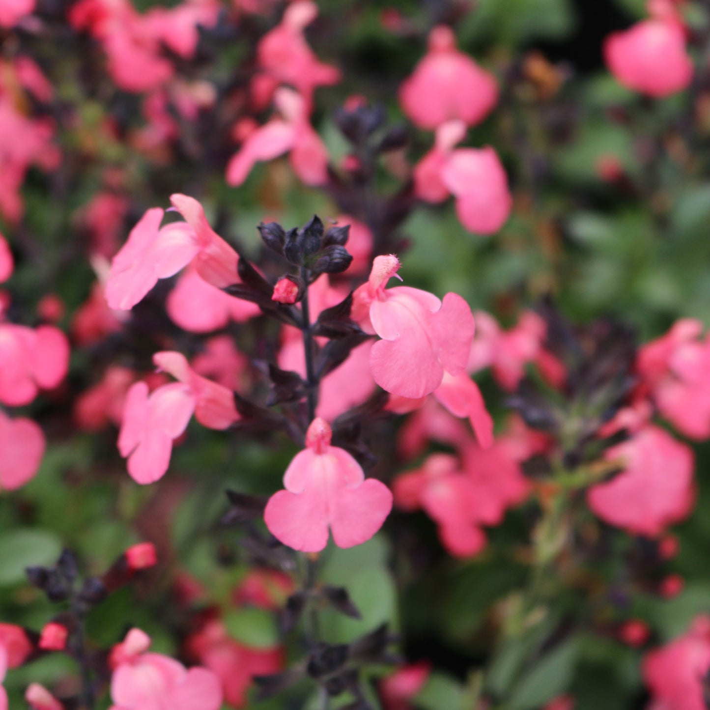 Salvia greggii Mirage(R) 'Salmon' PP30729 - Qt.