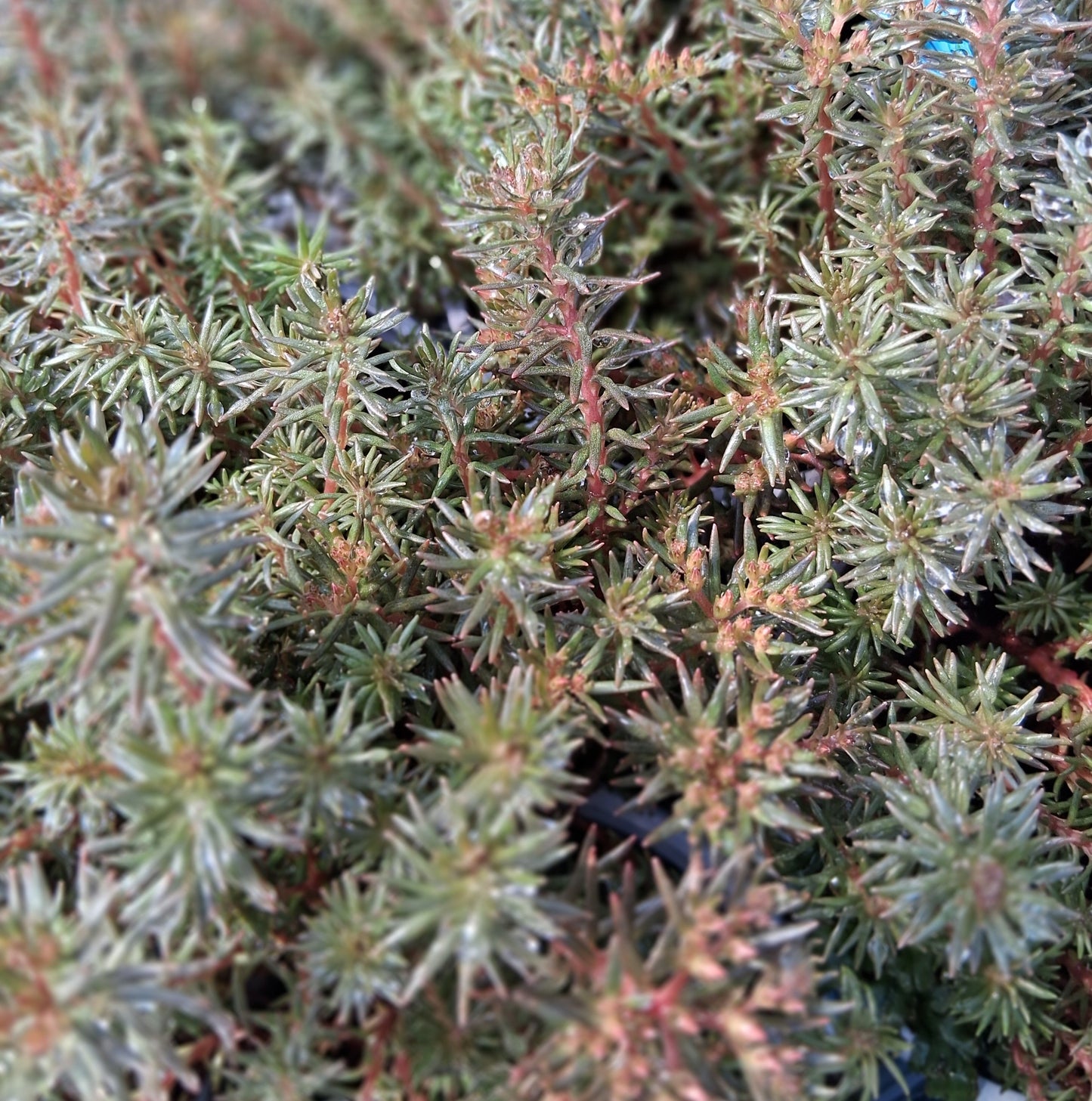 Sedum hakonense 'Chocolate Ball' - 4.5"