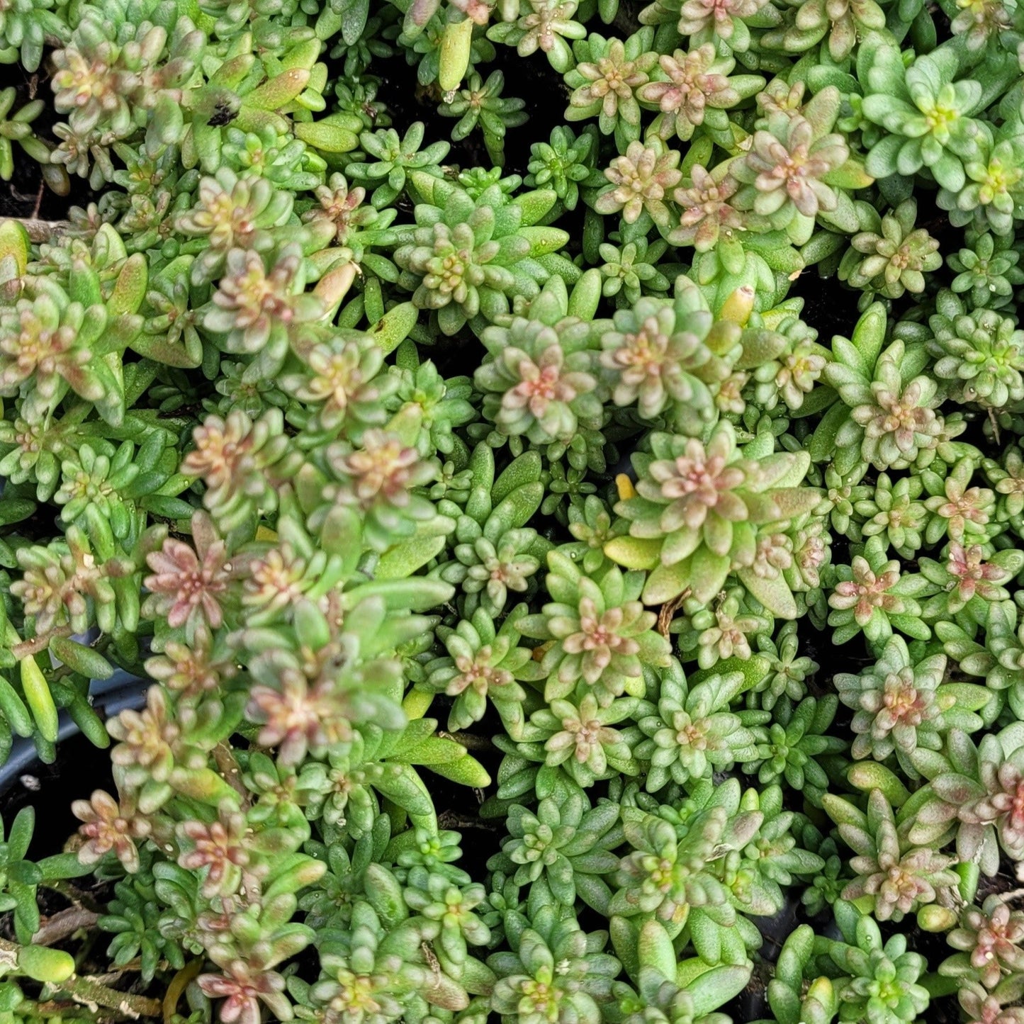 Sedum album 'Coral Carpet'- 4.5"