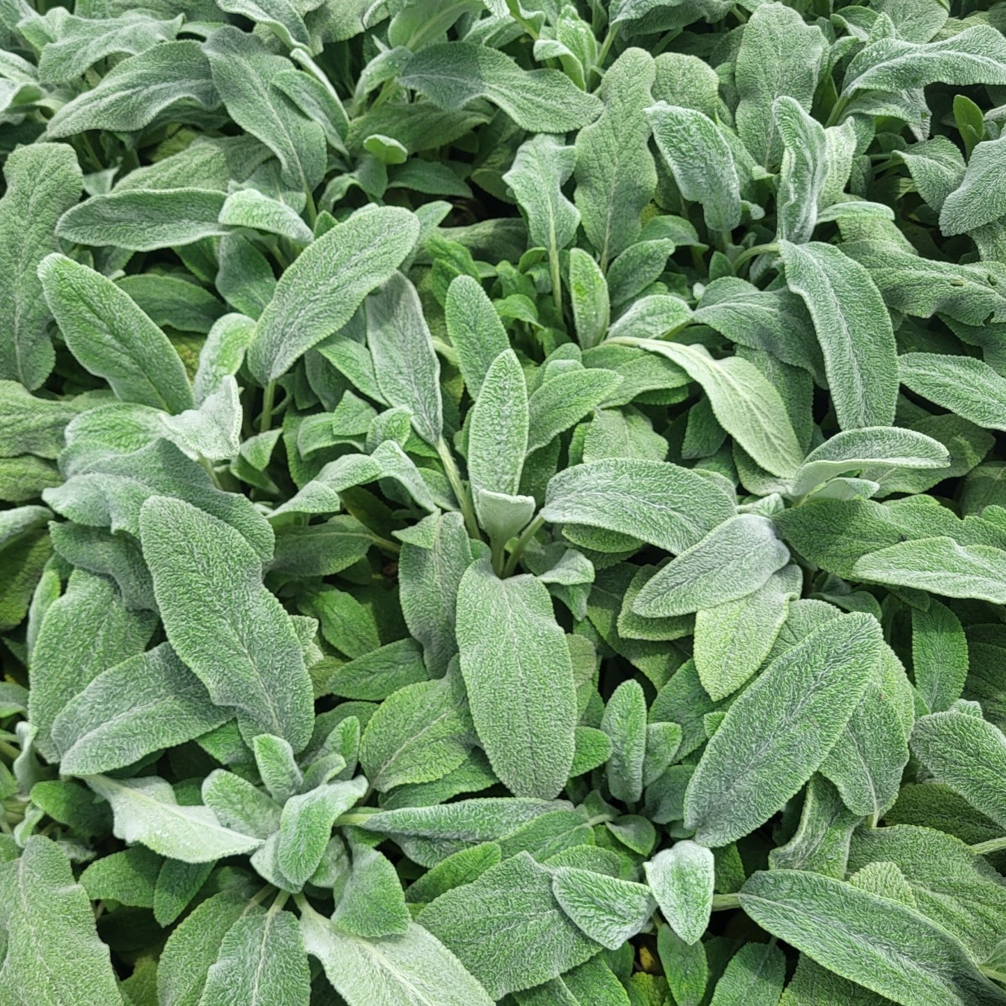 Stachys byzantine 'Silver Carpet' - #1