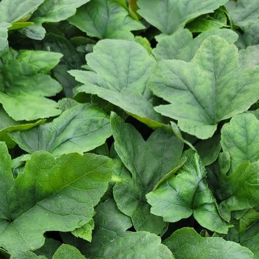 Tiarella cordifolia var. collina 'Oakleaf' - #1