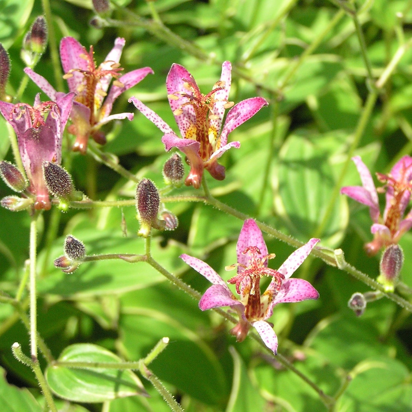 Tricyrtis formosana 'Samurai' - Qt.