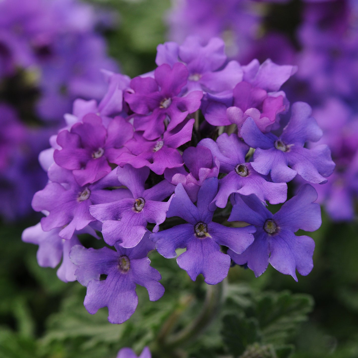 Verbena 'EnduraScape™ Blue' Creeping Verbena - 4"