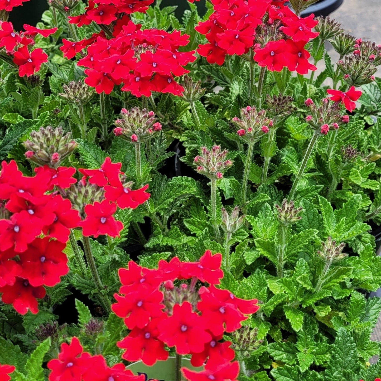 Verbena Endurascape Red - #1
