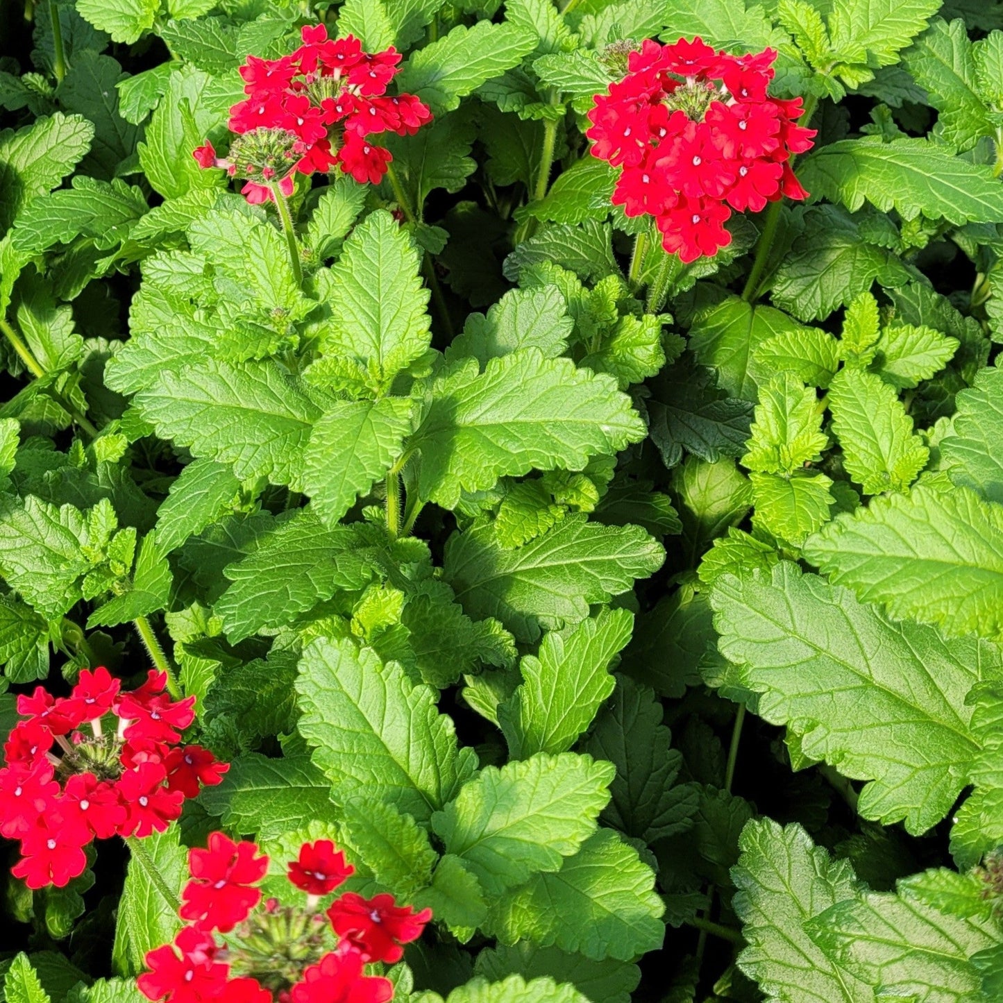 Verbena Endurascape Red - #1