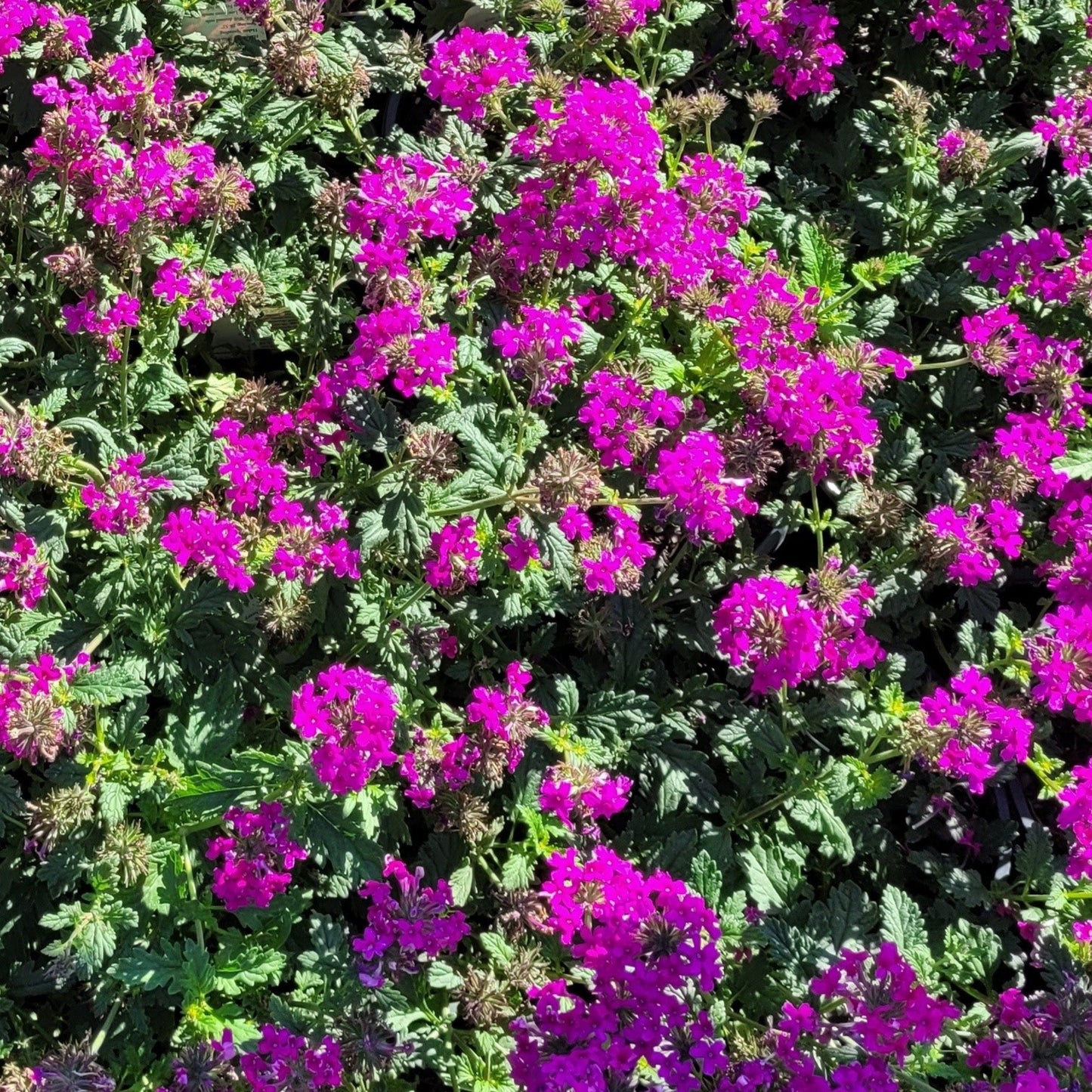 Verbena x 'Homestead Hot Pink' PP34360 - #1