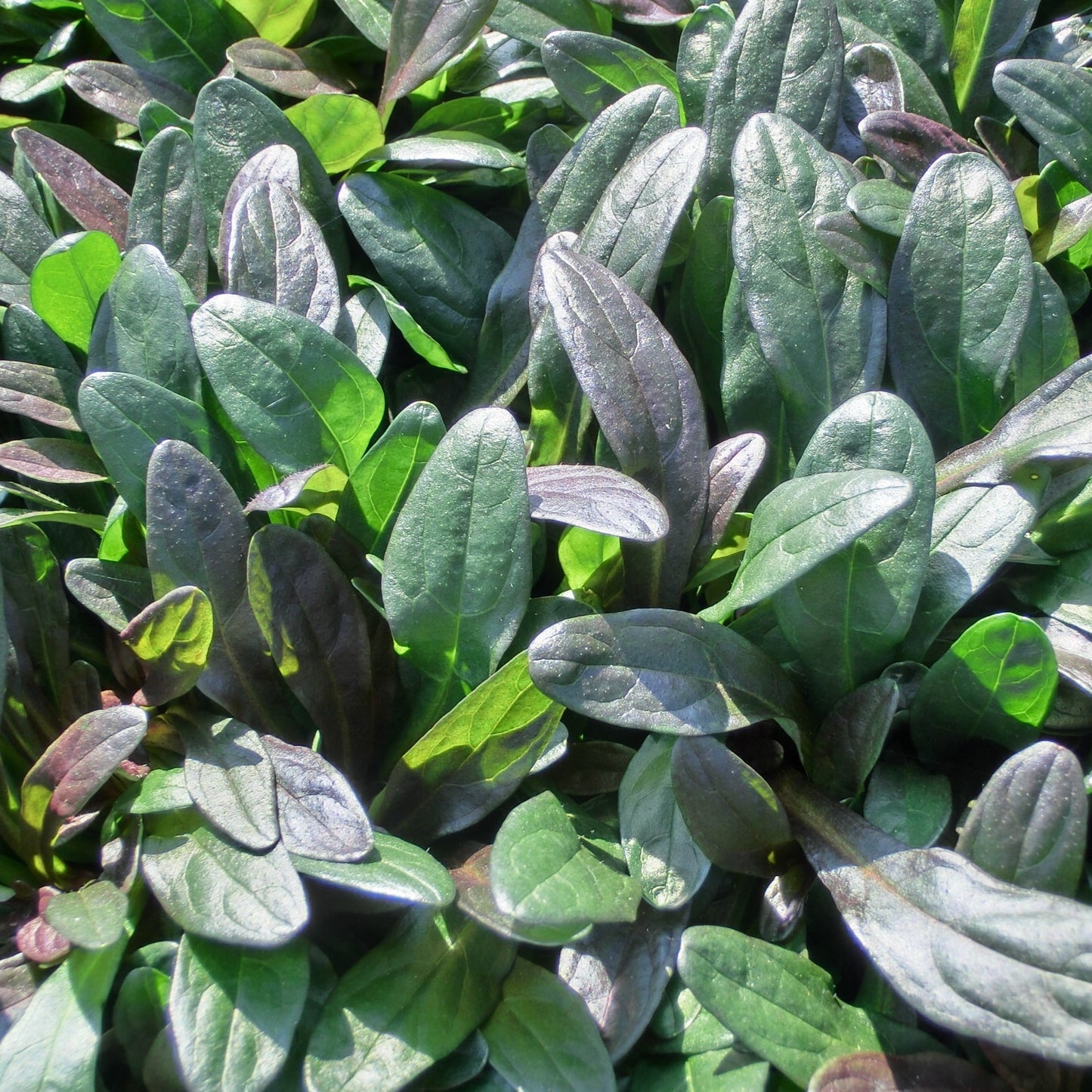 Ajuga reptans 'Chocolate Chip' - 3.5"