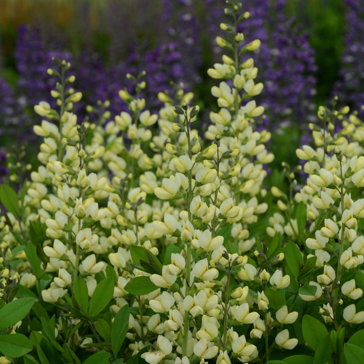 Baptisia Decadence™ 'Vanilla Cream' PP25663 PW® - #1