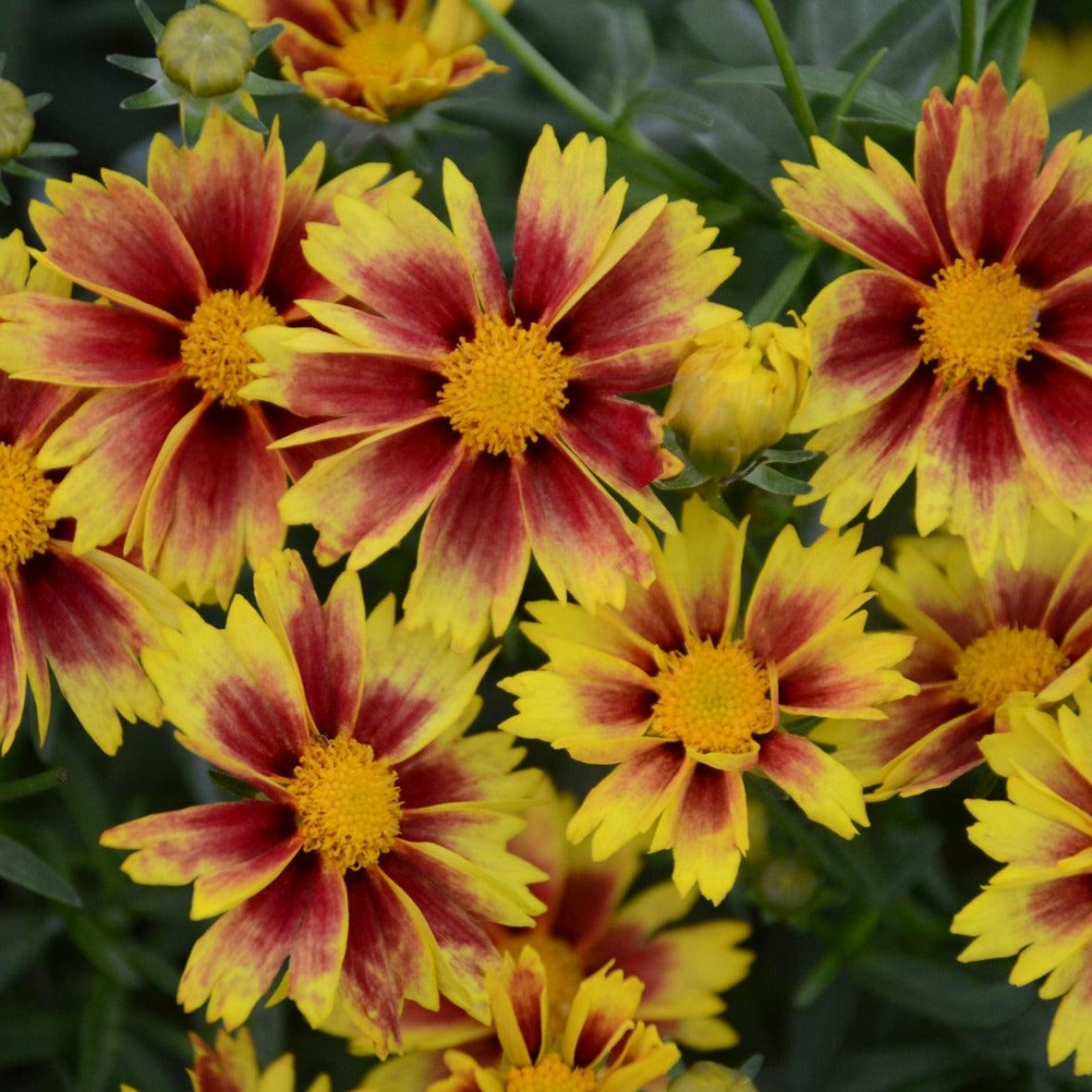 Coreopsis Li'l Bang™ 'Enchanted Eve' PP27857 - Qt.