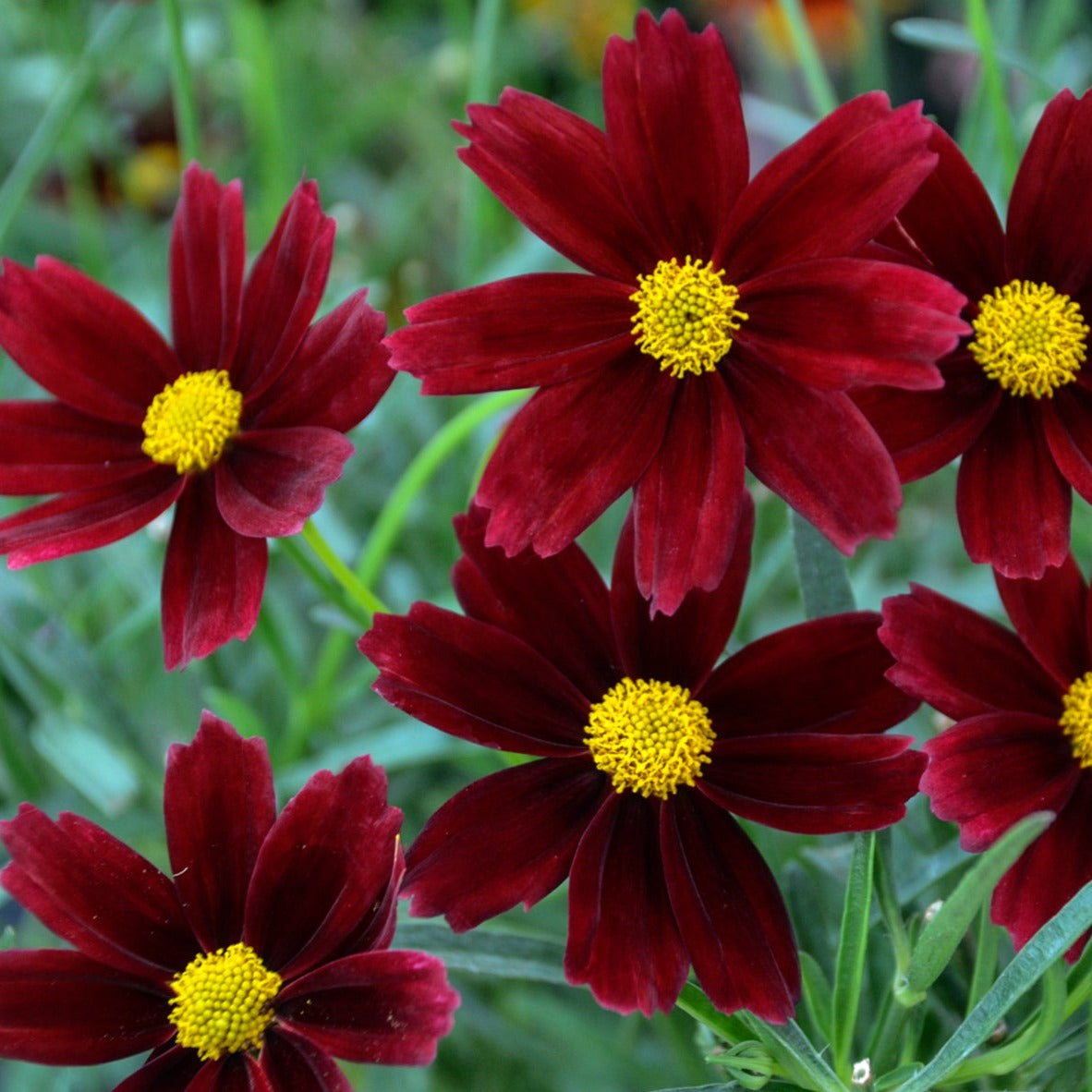 Coreopsis Li'l Bang™ 'Red Elf' PP27918 - Qt.