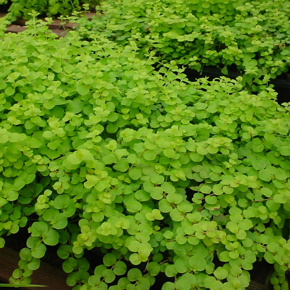Lysimachia nummularia 'Aurea' Creeping Jenny - 3.5"