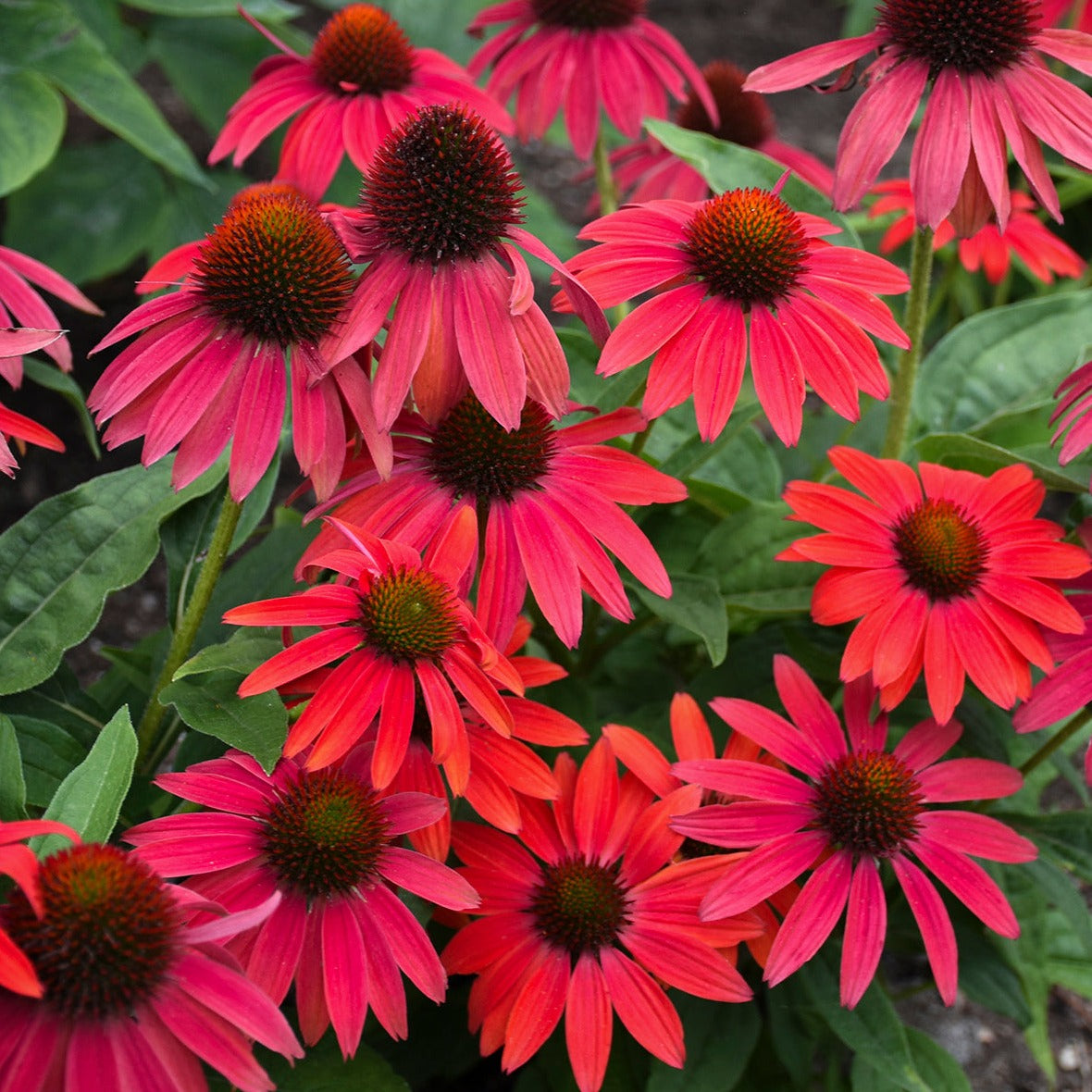Echinacea 'Summersong™ Firefinch' PW® Coneflower - #1