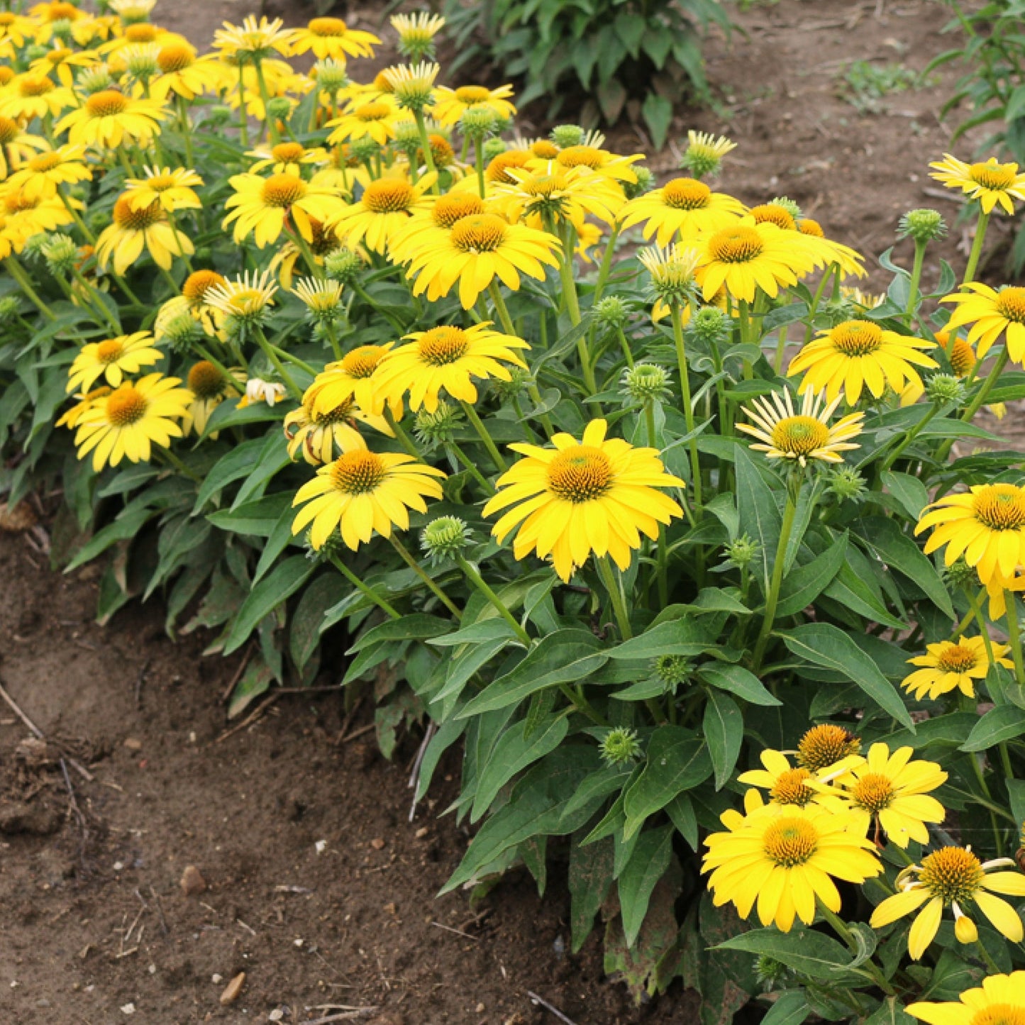 Echinacea 'Sombrero Lemon Yellow' PP24768 Coneflower - #1