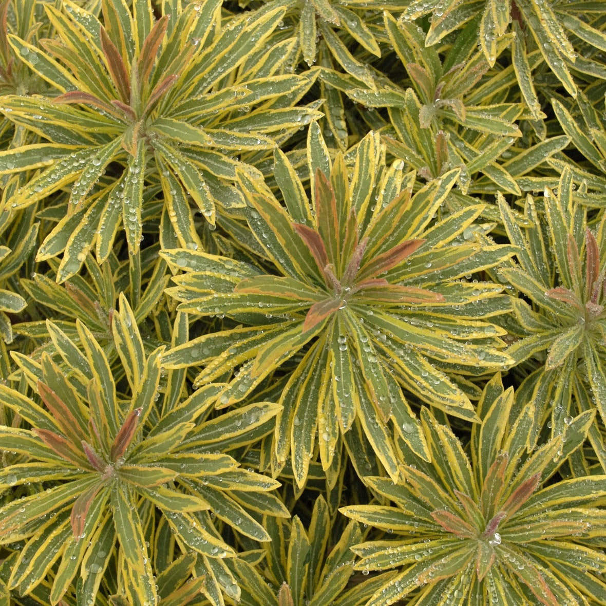Euphorbia x martini 'Ascot Rainbow' PP20401 - Qt.