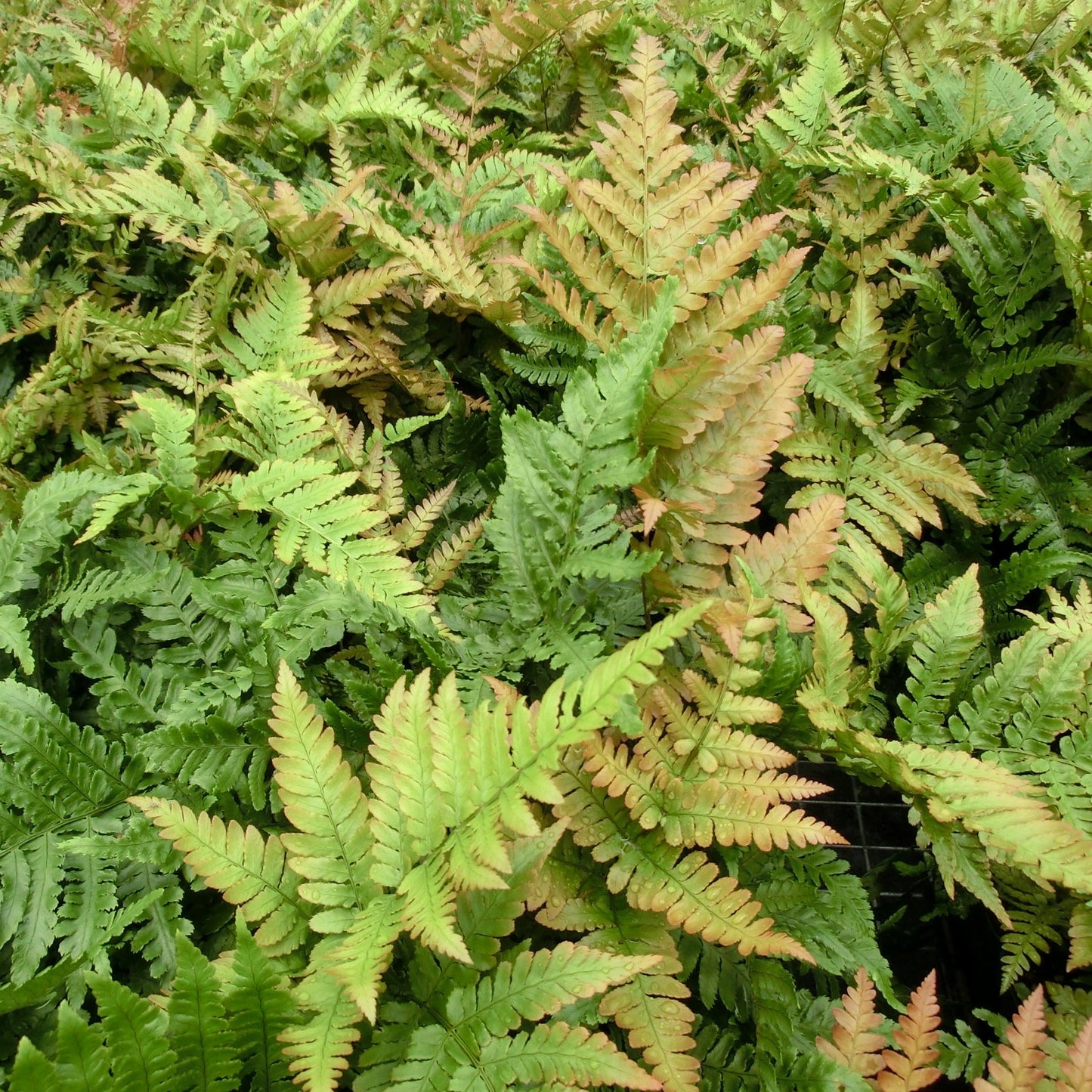 Fern: Dryopteris erythrosora  Autumn Fern - #1