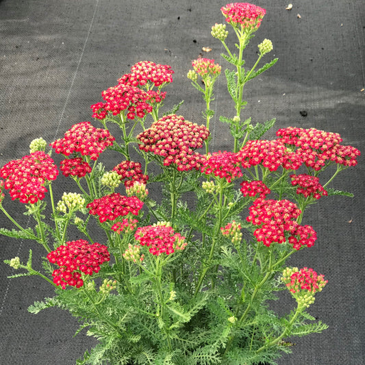 Achillea New Vintage™ Series 'Red' PP25618 Yarrow - #1