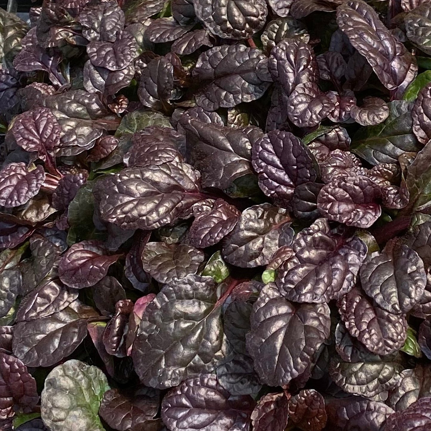 Ajuga Feathered Friends™ 'Fierce Falcon' PPAF - Qt.