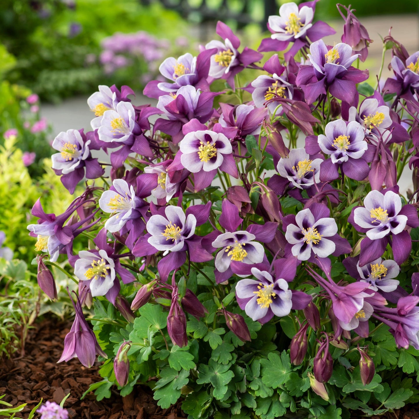 Aquilegia x hybrida Earlybird Purple and White - Qt.