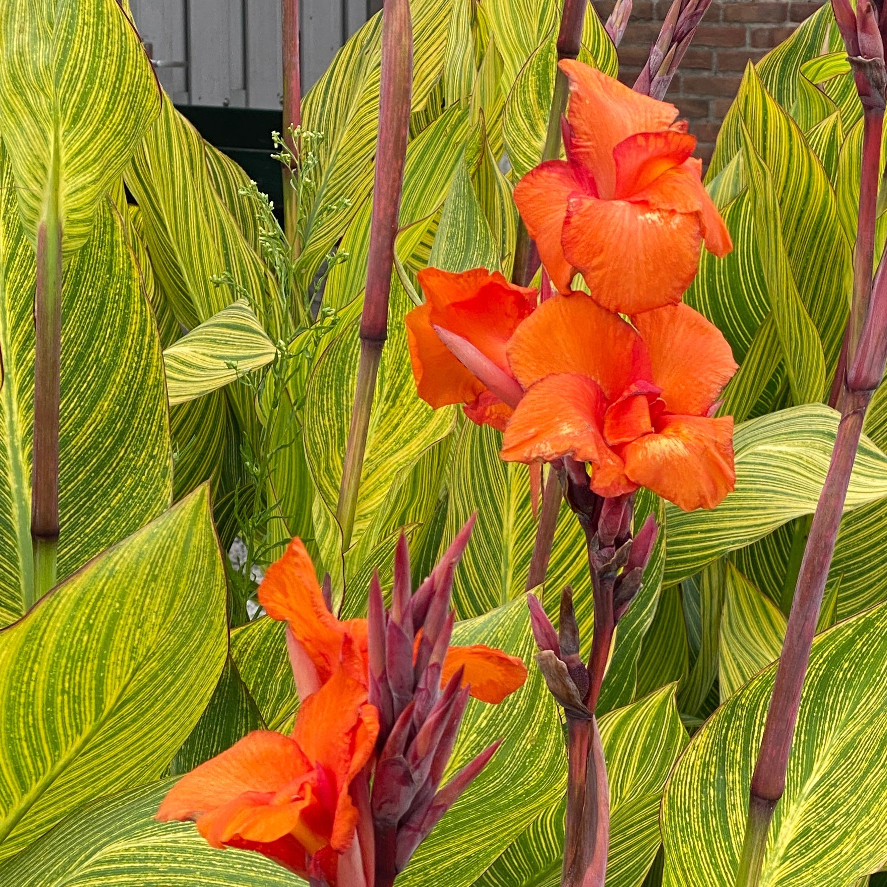bengal tiger canna lily care Canna 'Pretoria' aka 'Bengal Tiger'