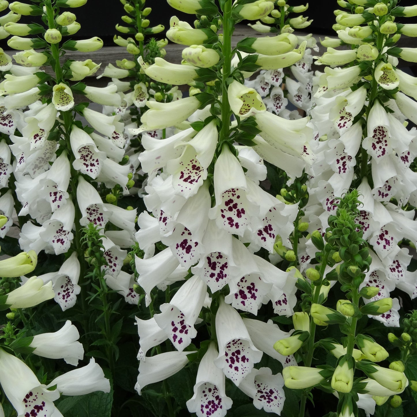 Digitalis purpurea 'Dalmatian White' Foxglove - Qt.