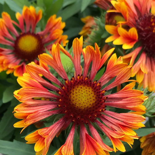 Gaillardia 'SpinTop Mariachi Copper Sun Improved'  PPAF Blanket Flower - #1