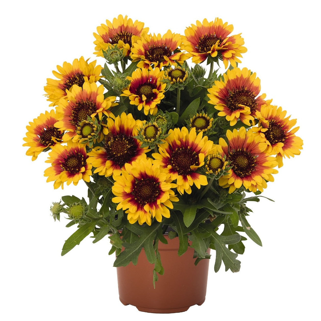 Gaillardia 'SpinTop Red Starburst' Blanket Flower - Qt.