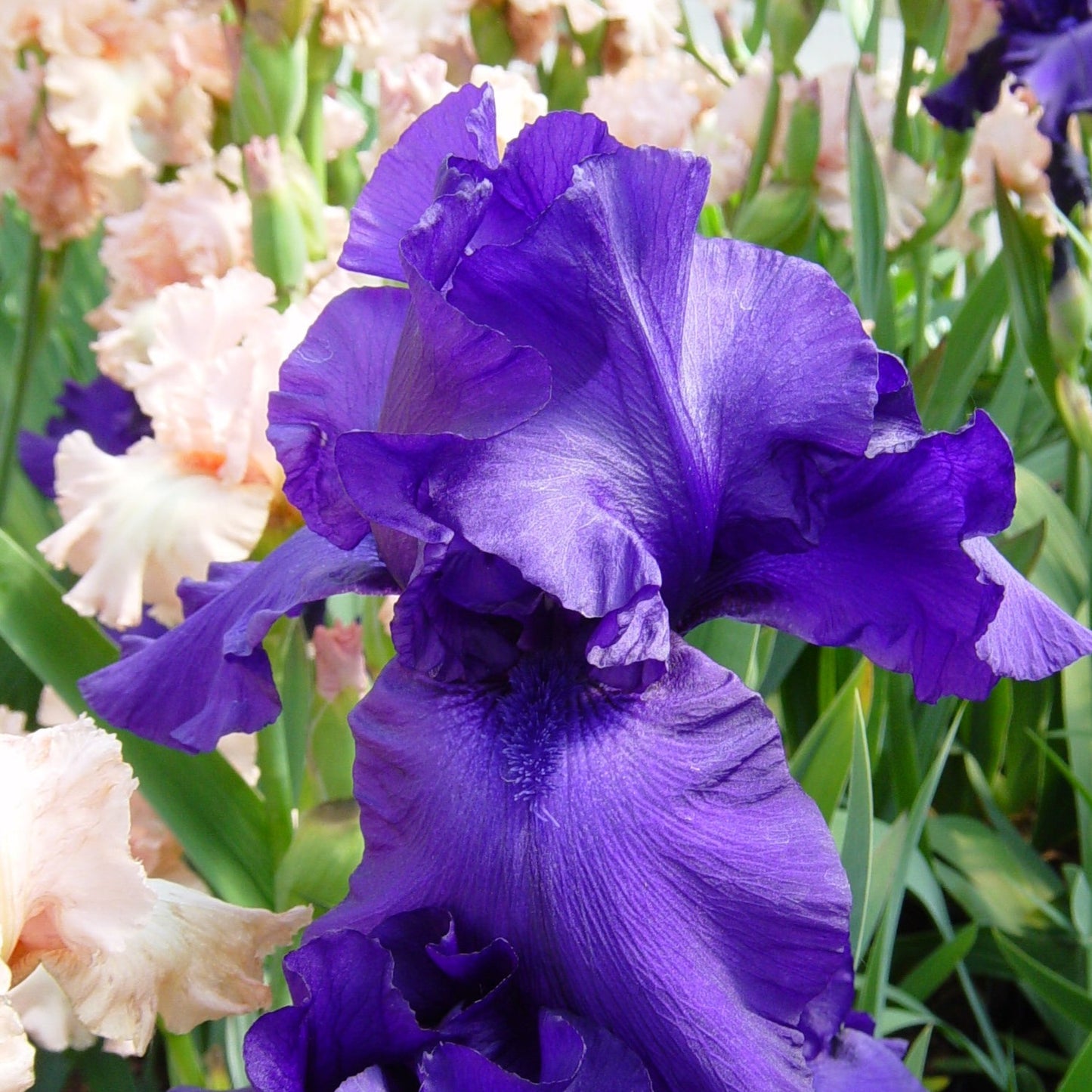 Iris germanica 'Breakers' (Blue) - #1