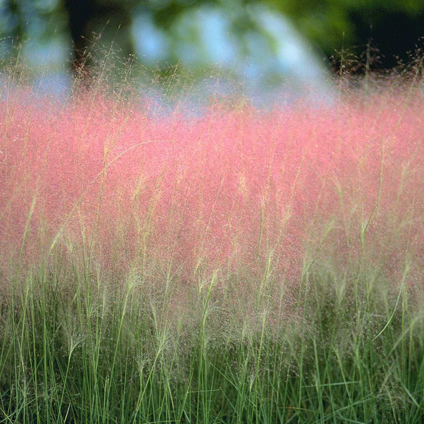Grass: Muhlenbergia capillaris Pink Muhly Grass - #1