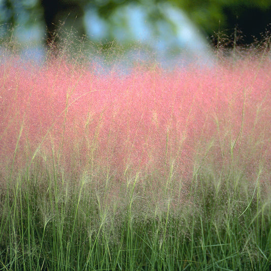 Grass: Muhlenbergia capillaris  Pink Muhly Grass - #1