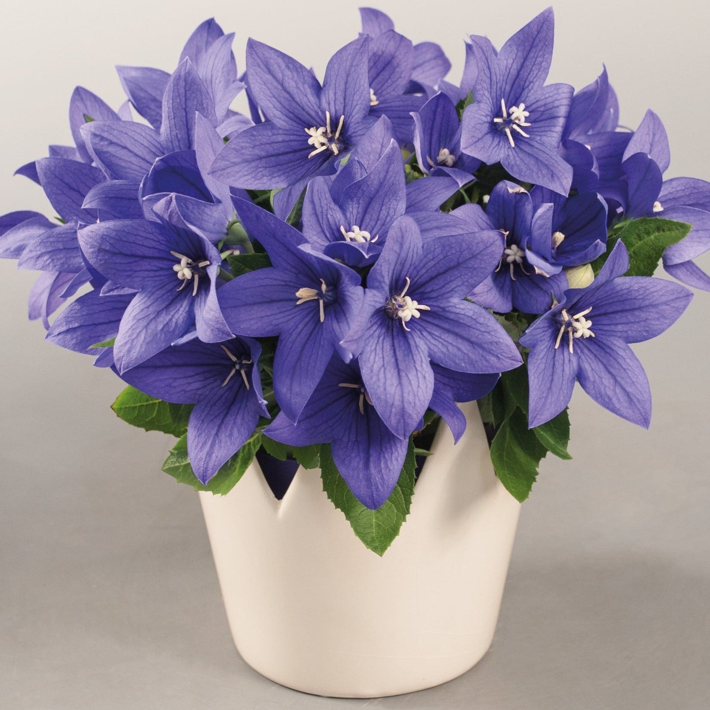 Platycodon grandiflorus 'Pop Star™ Blue' Balloon Flower - Qt.