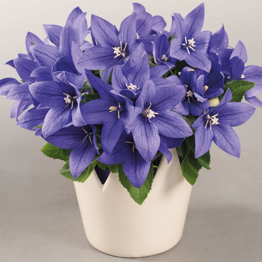 Platycodon grandiflorus 'Pop Star™ Blue'  Balloon Flower - Qt.
