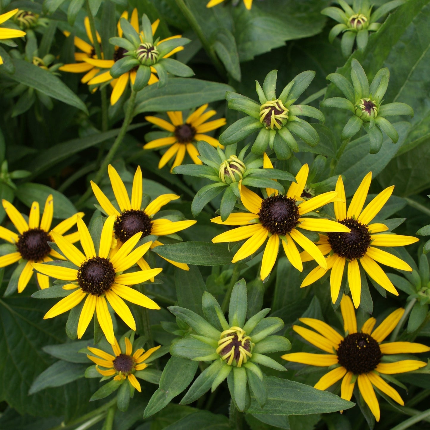 Rudbeckia 'Little Goldstar' PP22397 Dwarf Black Eyed Susan - Qt.