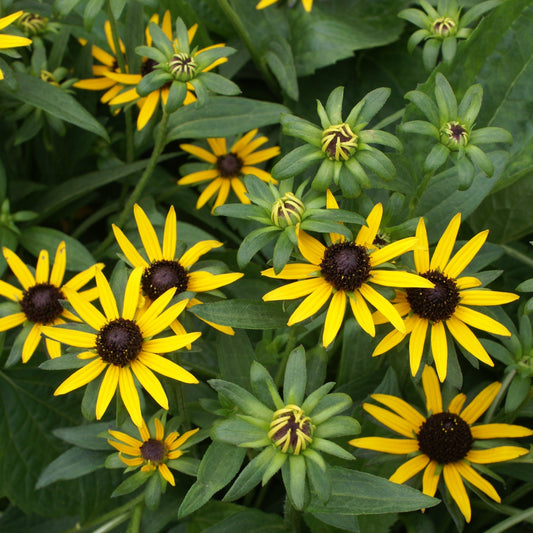 Rudbeckia 'Little Goldstar' PP22397 Dwarf Black Eyed Susan - Qt.