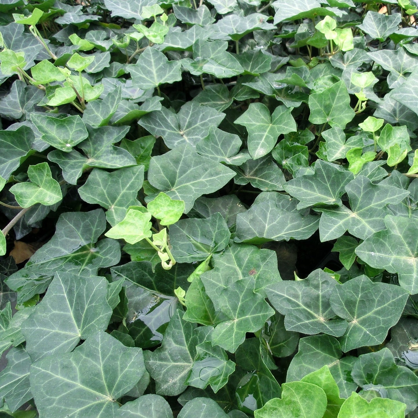 Hedera helix English Ivy - 3.5"
