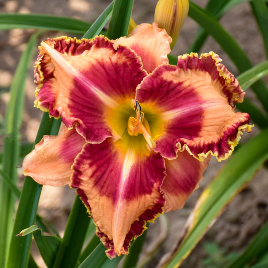 Hemerocallis Rainbow Rhythm™ 'Lake of Fire' PW® Daylily - #1