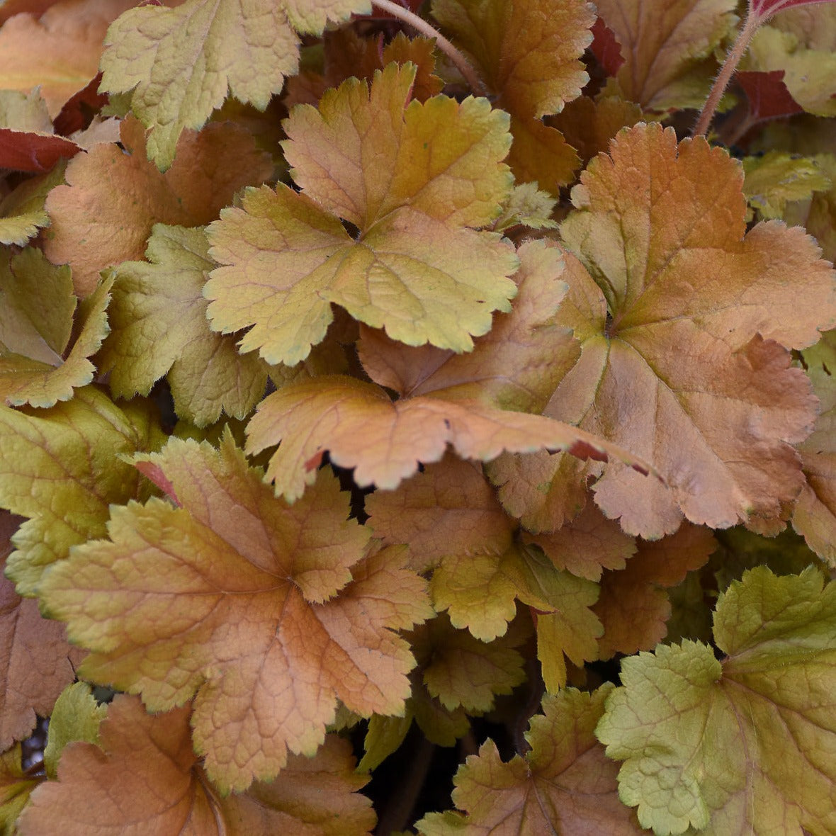 Heuchera Dolce™ 'Toffee Tart' PP33694 PW® Coral Bells - #1
