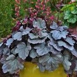 Heuchera Primo™ 'Black Pearl' PP29395 PW® Coral Bells - #1