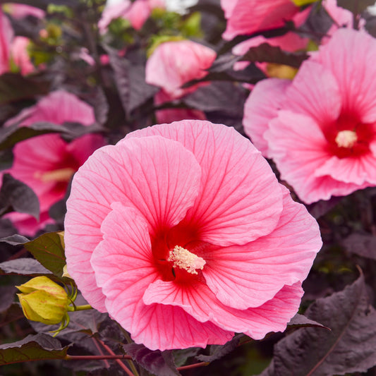 Hibiscus Summerific® 'Edge of Night' PP34359 Rose Mallow PW® - #1