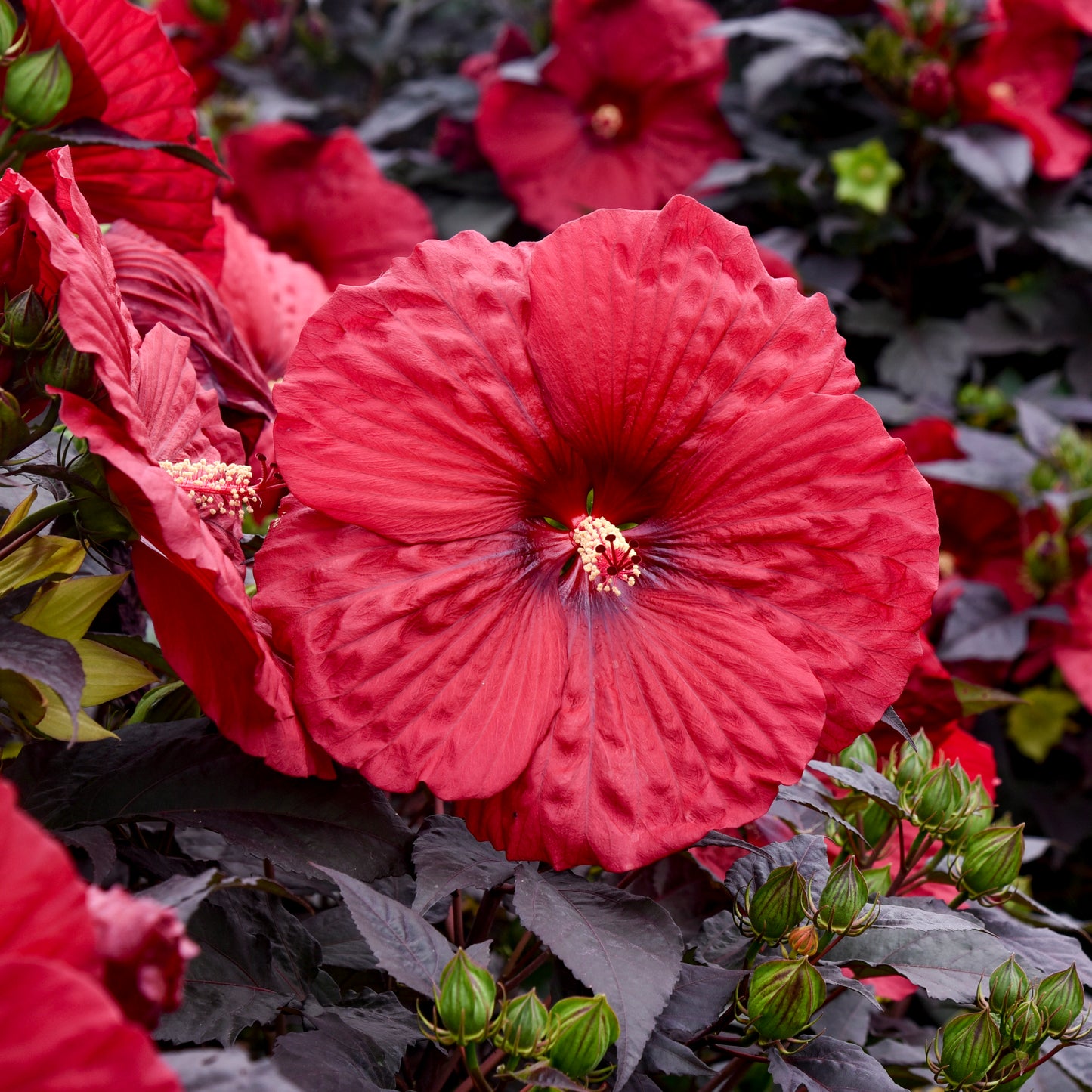 Hibiscus Summerific™ 'Holy Grail' PP31478 PW® - #1