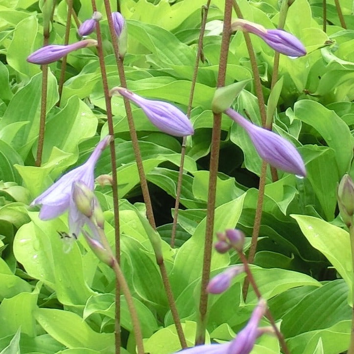 hosta lavender flower Hosta 'Fire Island'