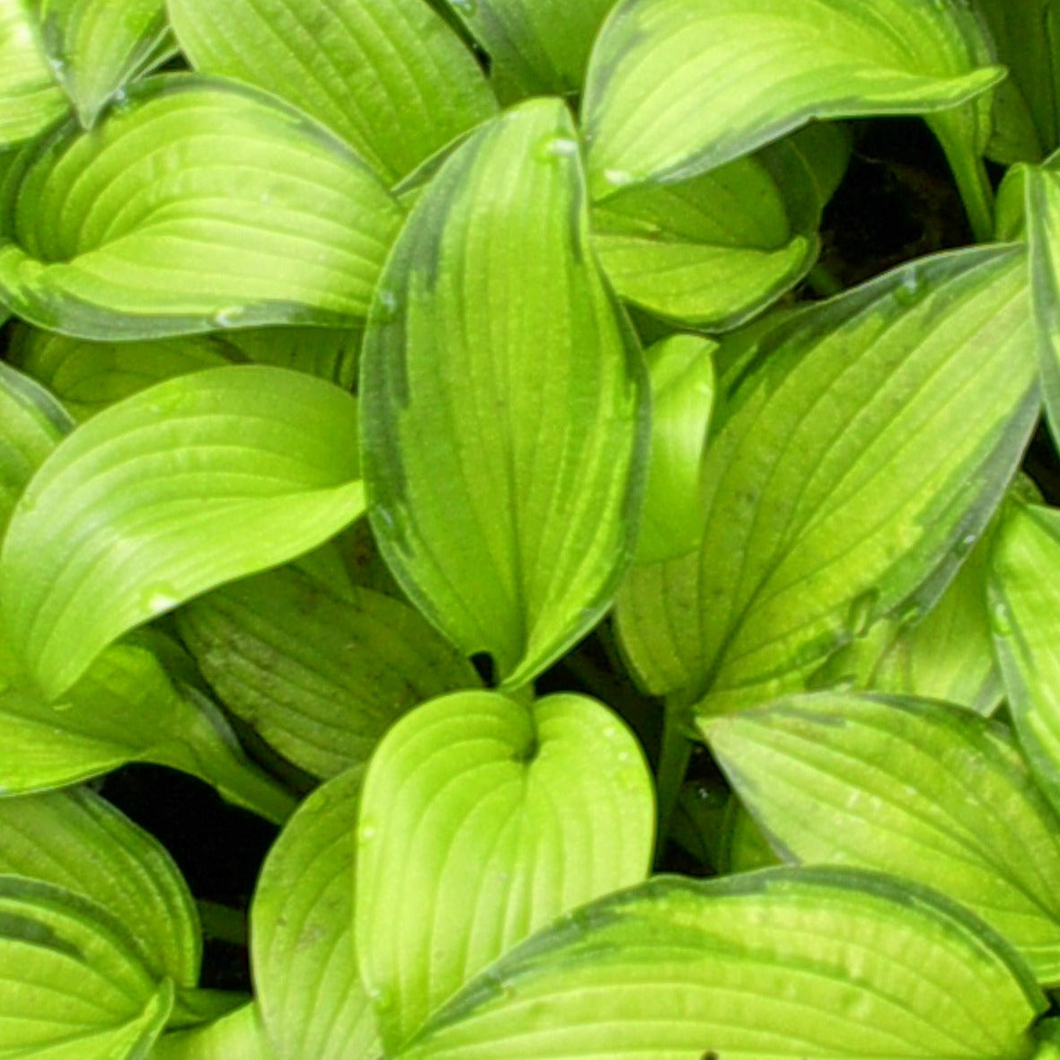 Hosta 'Guacamole' - #1