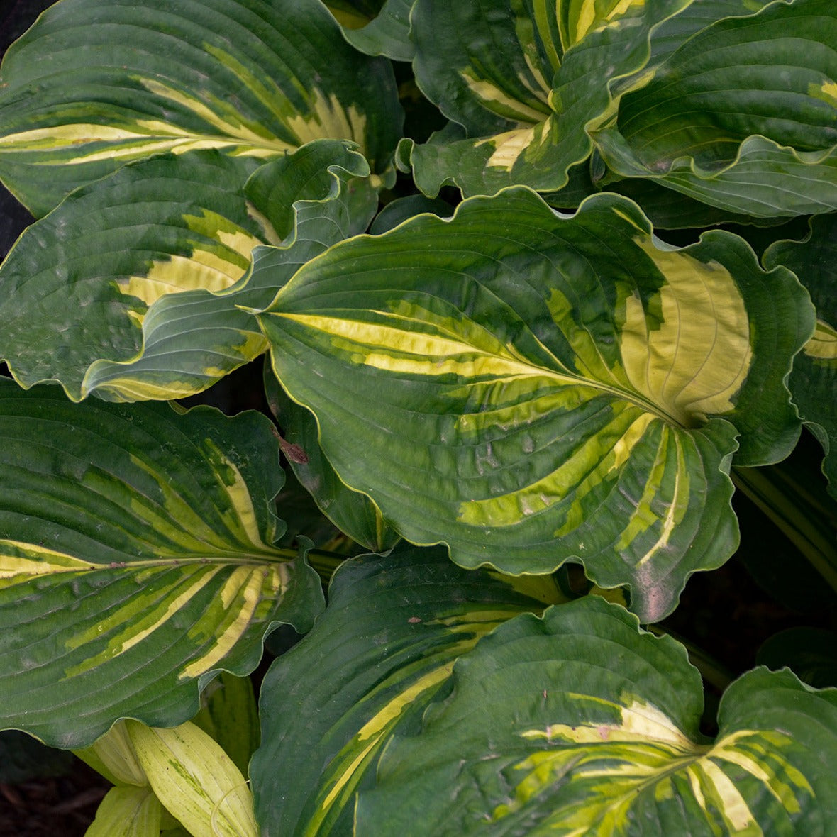 Hosta 'Lakeside Paisley Print' - #1