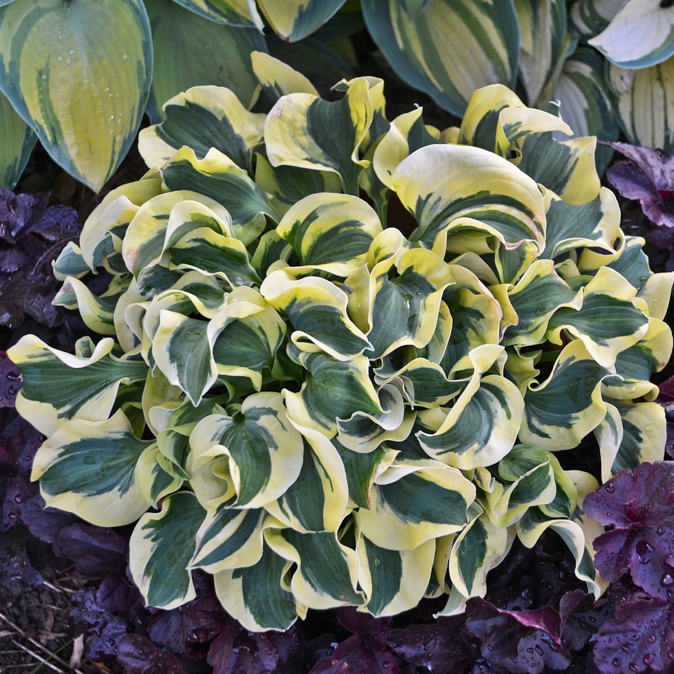 Hosta 'Mini Skirt' - Qt.