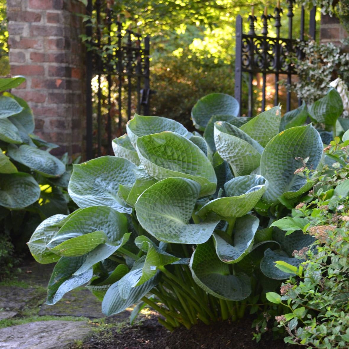 Hosta 'Abiqua Drinking Gourd' - #1