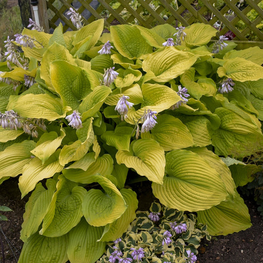 Hosta Shadowland ® Series 'Coast to Coast' PP26469 PW® - #1